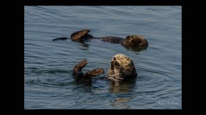 Southern Sea Otter Grooming 